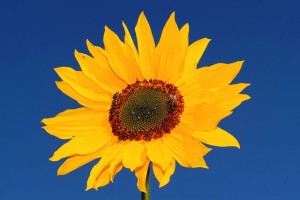 sun-flower-909185_640