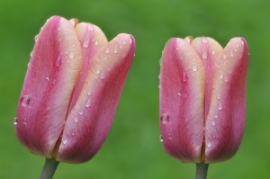 tulips-768871_640